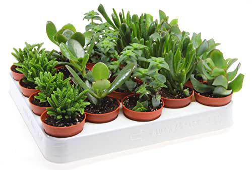 Suculentas Tipo Crassula Bandeja de 20 Unidades Plantas Crasas Naturales