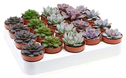 Suculentas Tipo Echeveria Bandeja de 20 Unidades Plantas Crasas Naturales