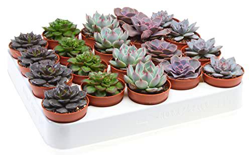 Suculentas Tipo Echeveria Bandeja de 20 Unidades Plantas Crasas Naturales