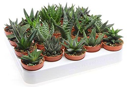 Suculentas Tipo Aloe Bandeja de 20 Unidades Plantas Crasas Naturales