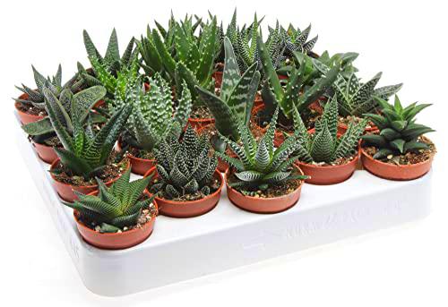 Suculentas Tipo Aloe Bandeja de 20 Unidades Plantas Crasas Naturales