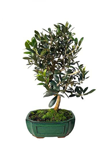 Bonsái de Interior Olivo Planta Natural para Decorar el Hogar