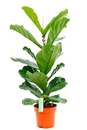 Planta de Interior Ficus Lyrata Planta Natural Higuera Hojas Grandes Forma Violín