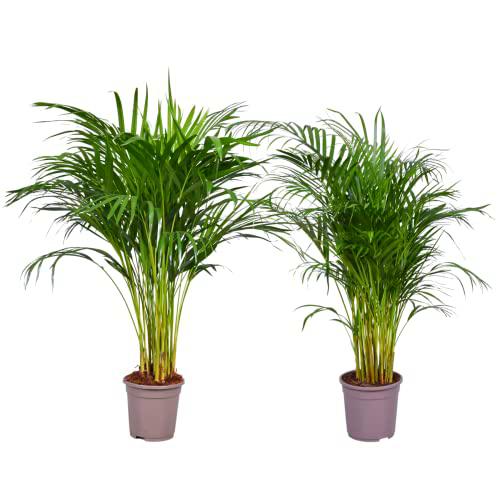Dypsis Lutescens - Set 2 Unidades - Plantas Vivas - Palmeras de Interior Grandes para Decorar el Hogar