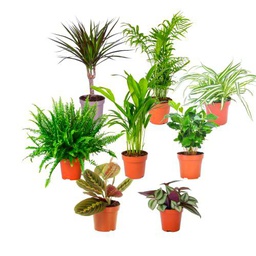 Plantas Pet Friendly DECOALIVE Pack Premium: Maranta Tricolor