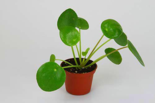 MA PLANTE NATURAL EXPRESS | PLANTA VERTE INTERIOR | Lote de 20 PILEA PEPEROMIOIDAS MINI | 229631