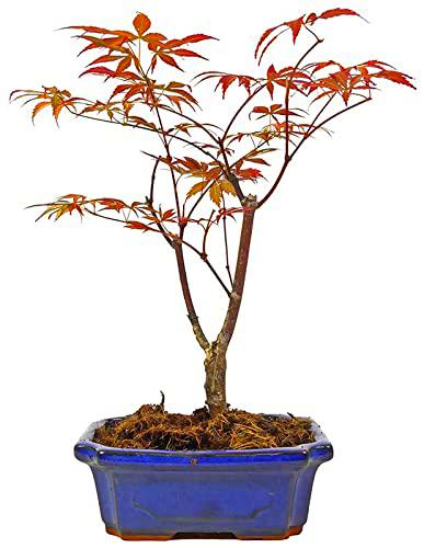 Bonsái Arce Polimorfo Natural Planta para Decorar el Hogar Árbol Acer Palmatum