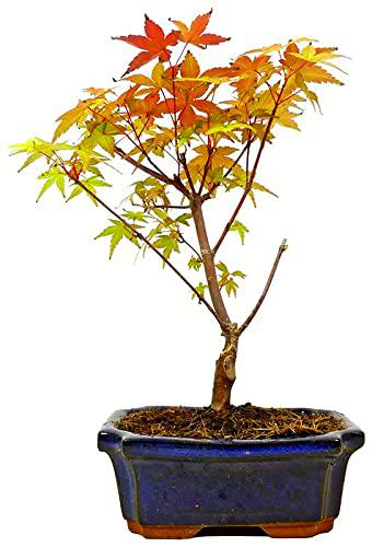 Bonsái Arce Palmado Acer Palmatum Árbol con Hojas de Diferente Color en Cada Temporada