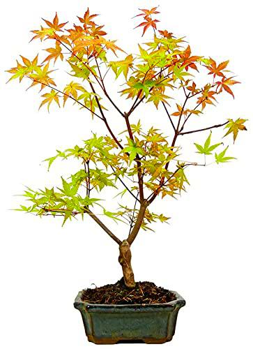 Bonsái de Arce Japonés con Maceta Decorativa Ideal para Coleccionistas o para Regalar Acer Palmatum